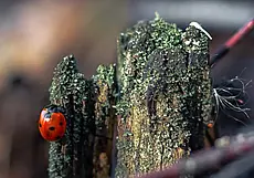 Проснулись бабочки и божьи коровки… Март под Могилевом в снимках могилевского фотографа-натуралиста