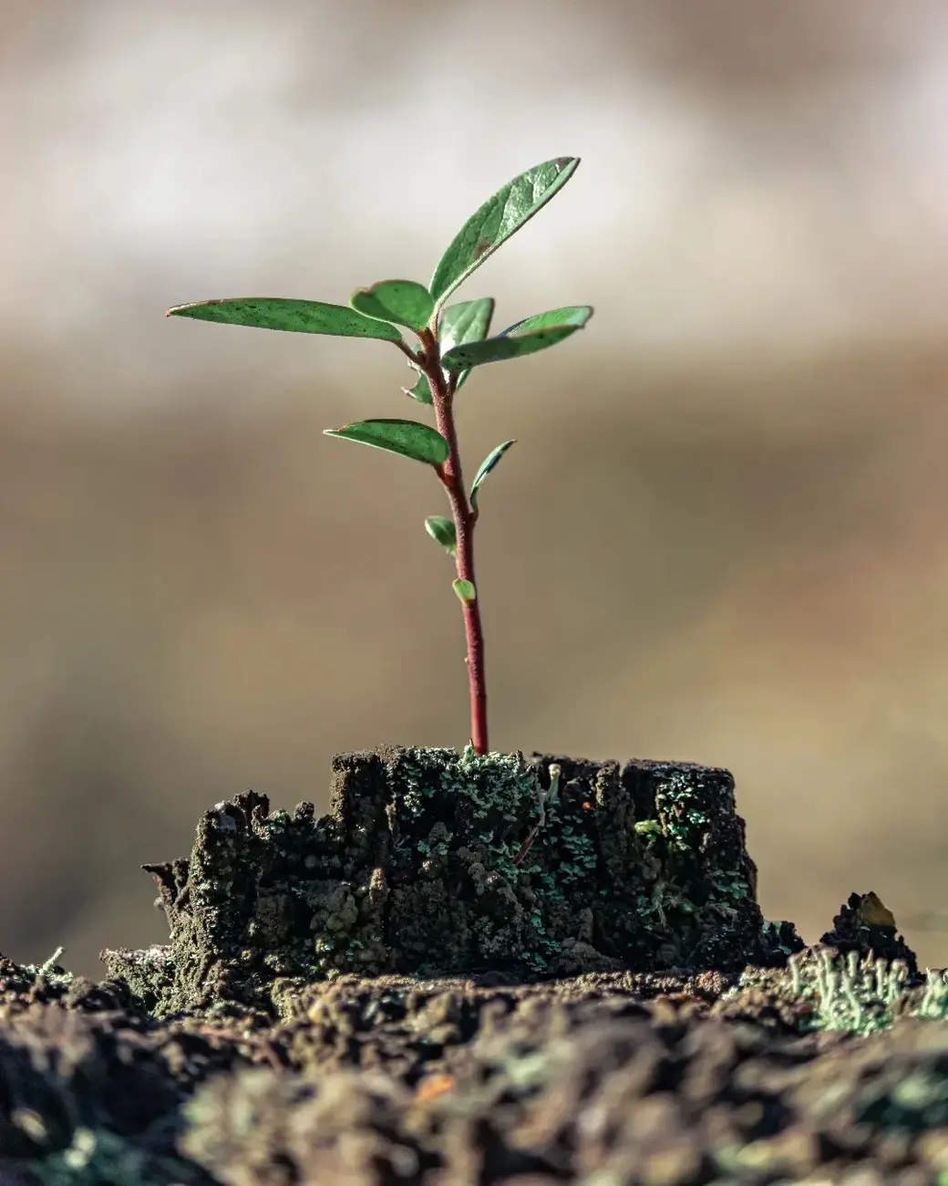 Март 2024 г. Могилевский район, окрестности деревни Фойно. Брусника – вечнозелёный кустарник, поэтому на зиму листья не сбрасываются.