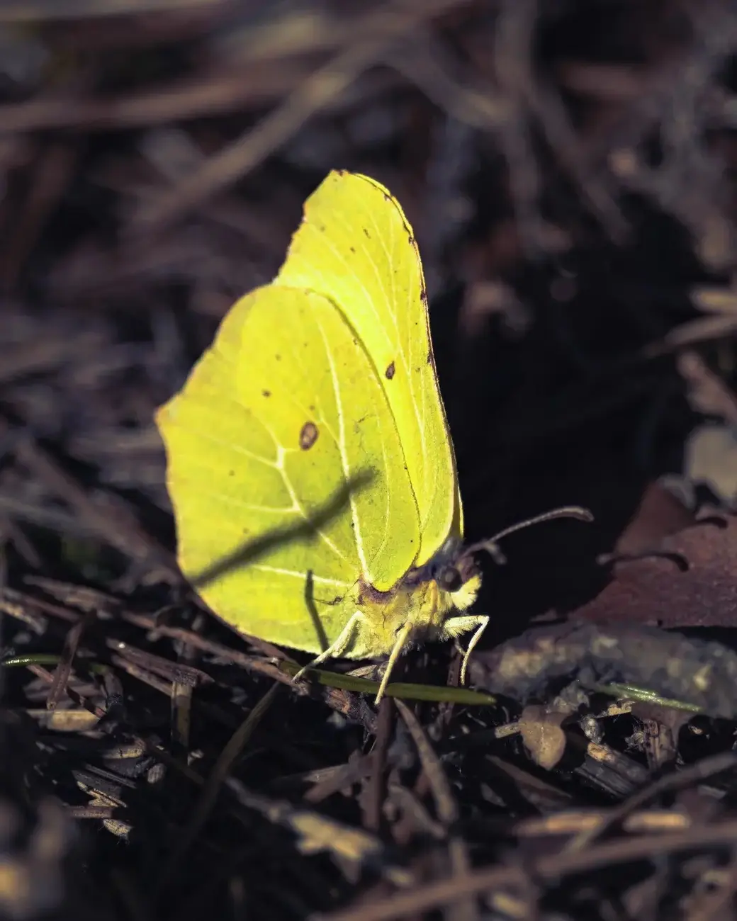 Март 2024 г. Могилевский район, окрестности деревни Фойно. Проснулась бабочка-лимонница.