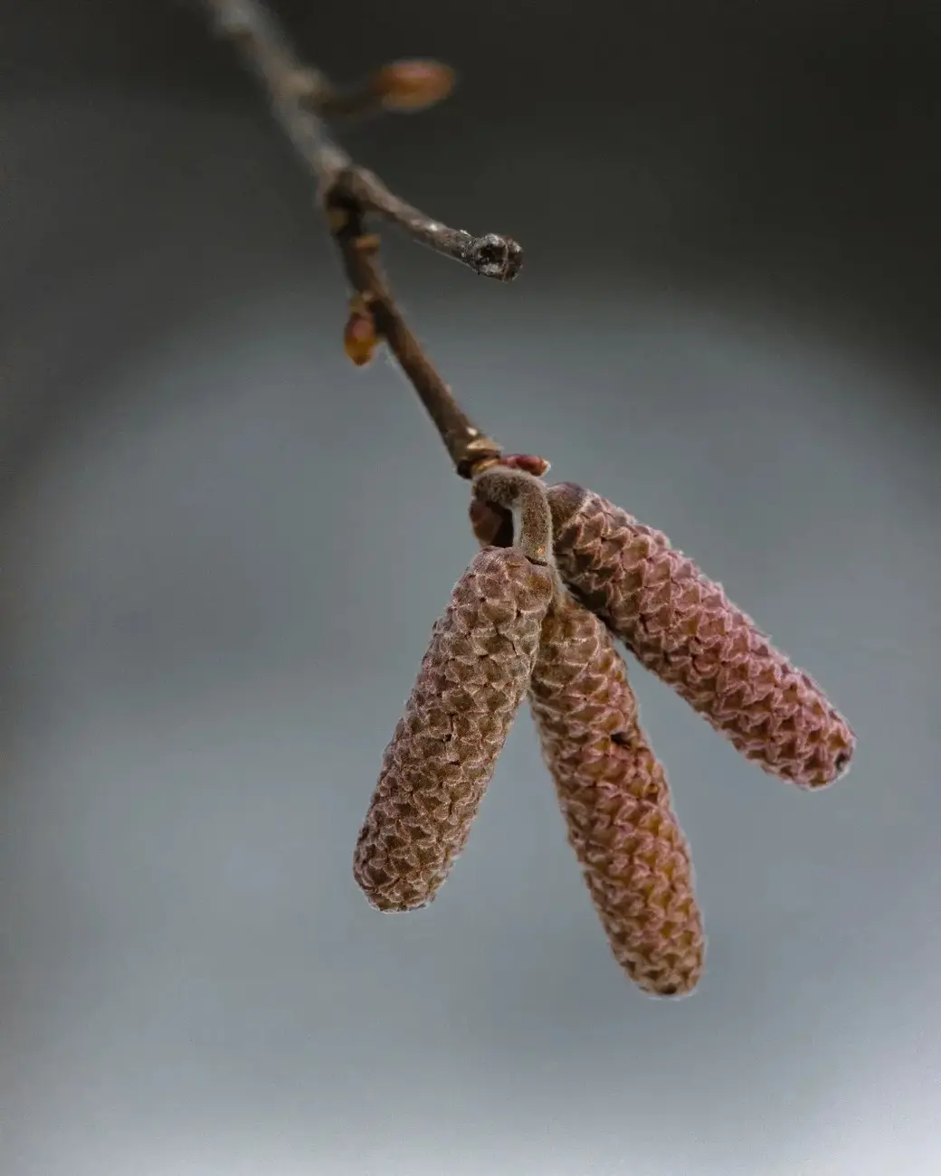 Март 2024 г. Могилевский район, окрестности деревни Фойно.