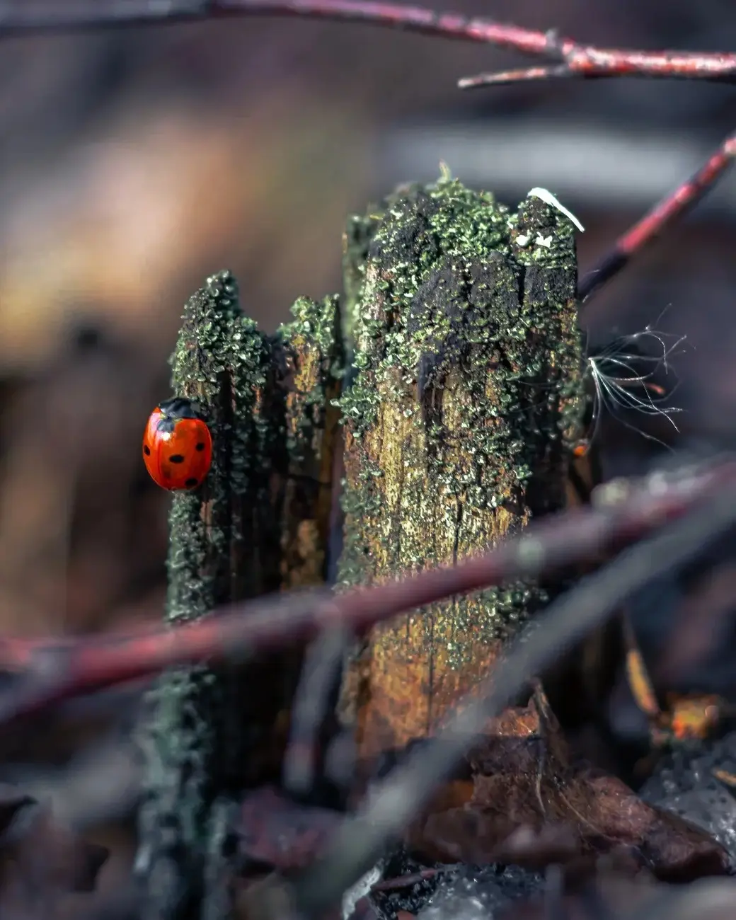 Март 2024 г. Могилевский район, окрестности деревни Фойно. Ура, божьи коровки проснулись!