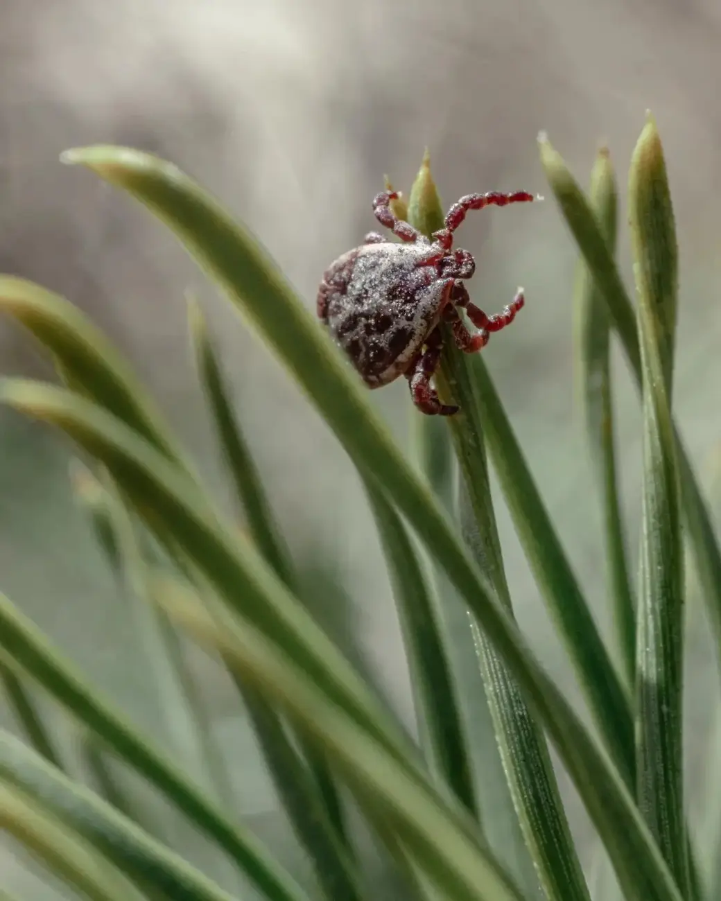 Март 2024 г. Могилевский район, окрестности деревни Фойно. Берегитесь клещей!