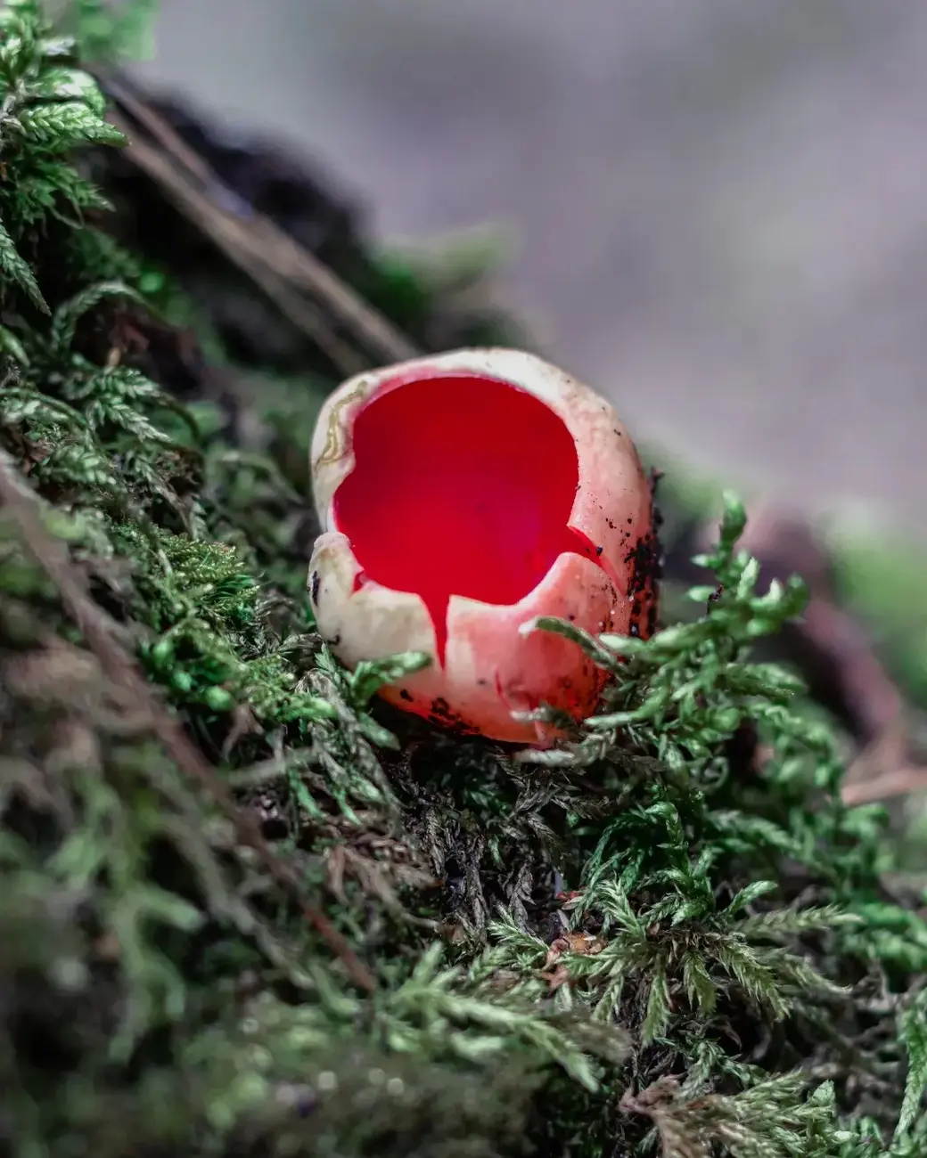 Март 2024 г. Могилевский район, окрестности деревни Фойно. Это сапрофитный гриб, растущий на разлагающихся стволах и ветвях деревьев.