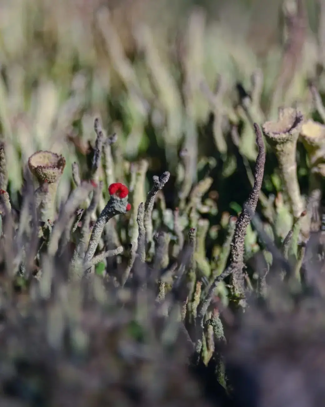 Март 2024 г. Могилевский район, окрестности деревни Фойно. Кладония - род лишайников из царства грибов.