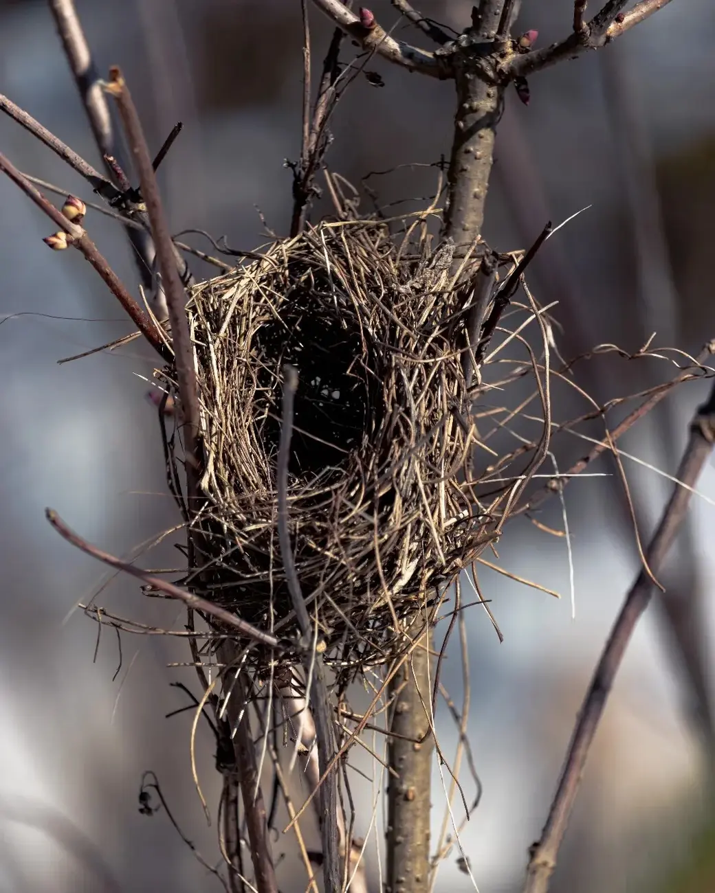 Март 2024 г. Могилевский район, окрестности деревни Фойно. "Пентхаус для птиц" готов.