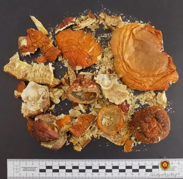 Фото: управление ГКСЭ по Могилевской области