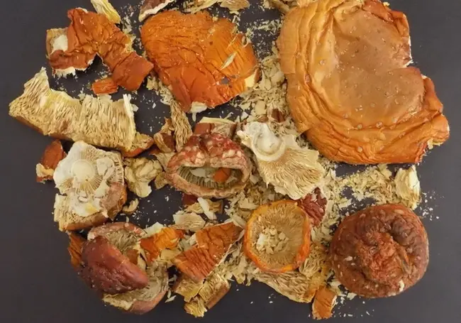 «Оздоровление» настойкой мухомора для могилевчанина обернулось больничной койкой