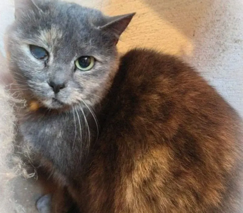 Молодая кошечка Алиса.