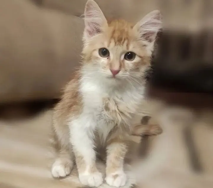 Очаровательный Маркиз.