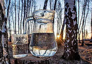 «Вот-вот начнем подсочку берез». Почем в Могилеве будут продавать березовый сок и где купить?