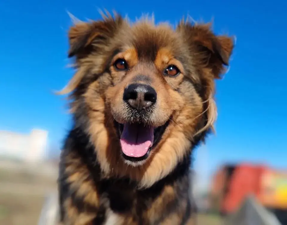 Собака Софи.