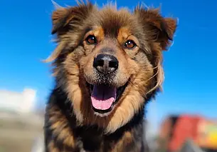 Выброшенный кот Гарри, собака Алиса и котенок Маркиз: кто ищет хозяина в Могилеве