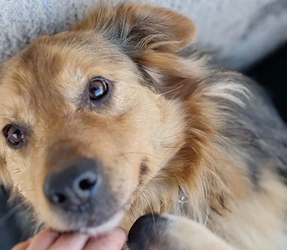 Собака Алиса.