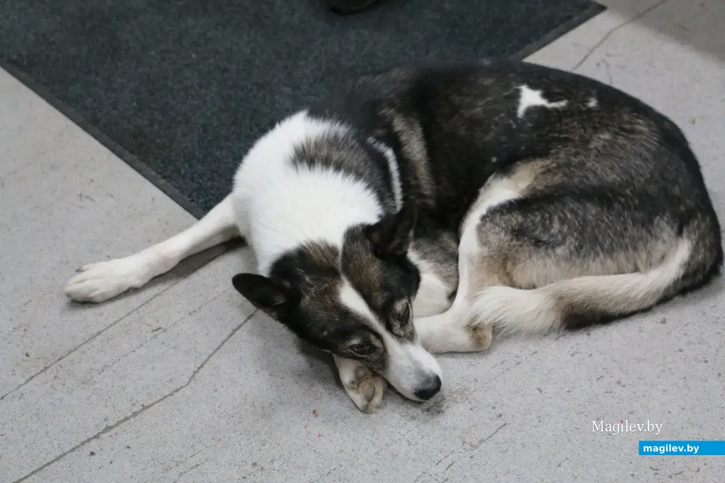 ноябрь, 2019 г. Шпицберген, Лонгйир. Шпицбергенская собака.