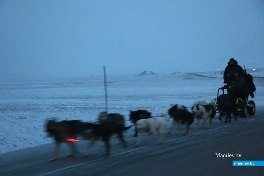 ноябрь, 2019 г. Шпицберген, Лонгйир. Ездовые собаки.