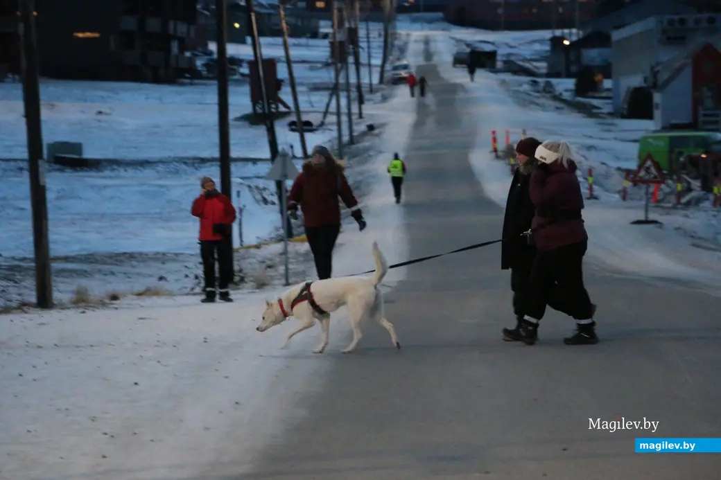 ноябрь, 2019 г. Шпицберген, Лонгйир. Шпицбергенская собака.