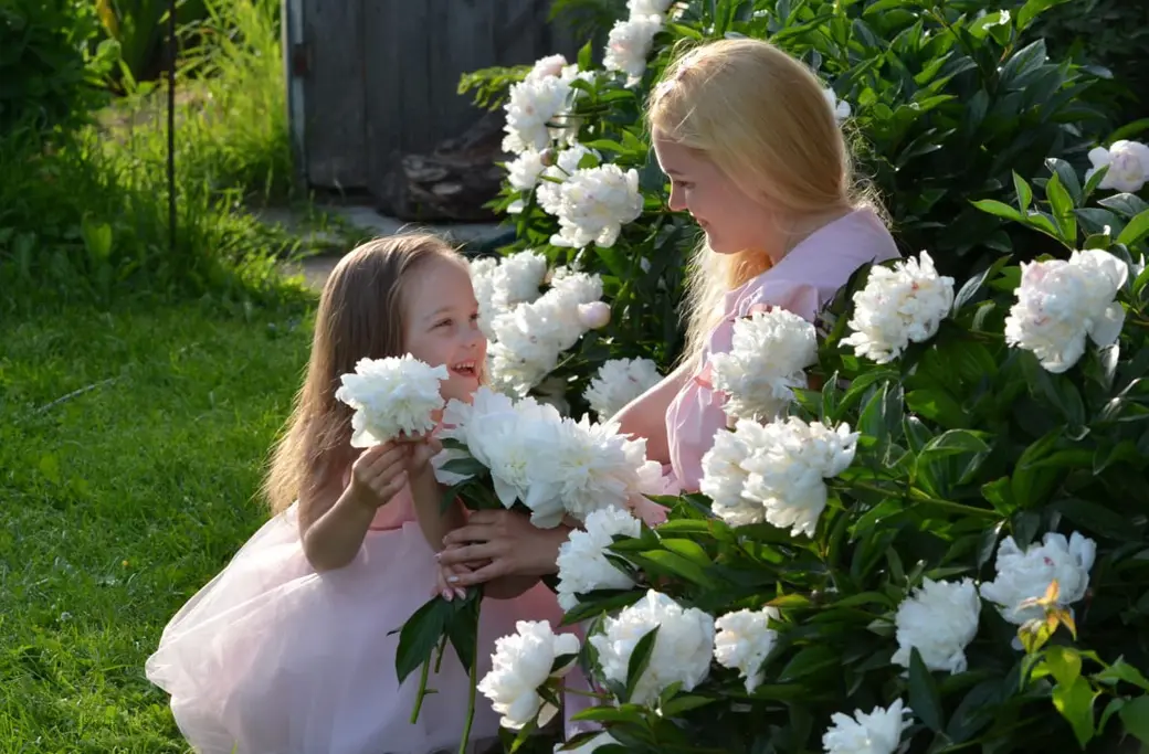 Декоративные цветущие растения и кустарники на продажу в Могилеве