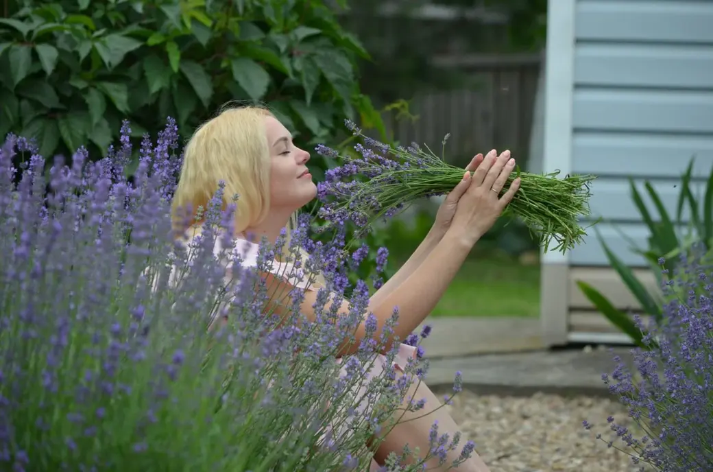 Лаванда на продажу. Могилев. Мини-питомник Алеси Тягуновой