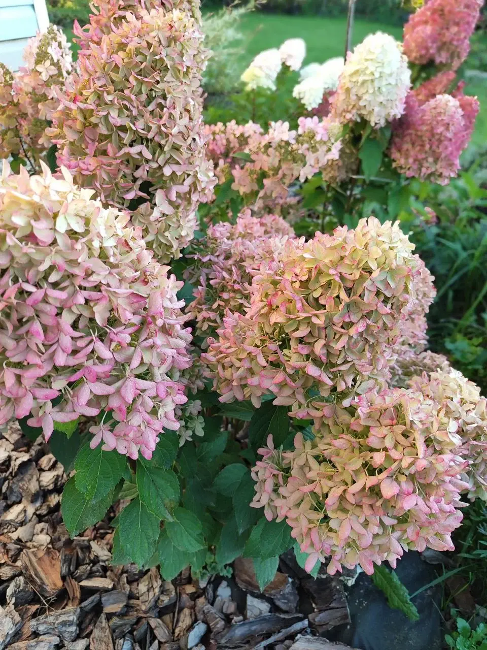 Метельчатая гортензия, сорт Скайфолл