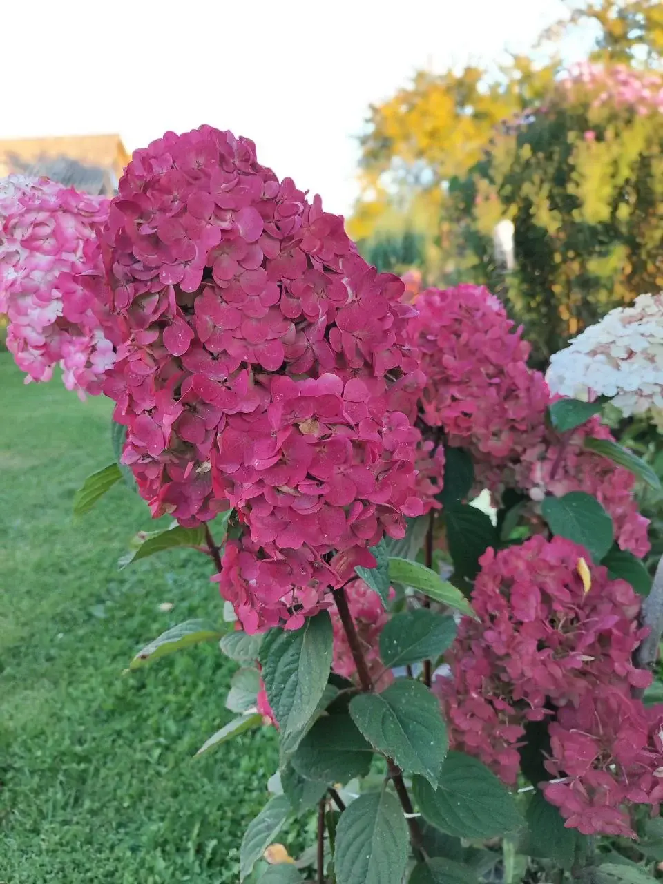 Метельчатая гортензия, сорт Самарская Лидия