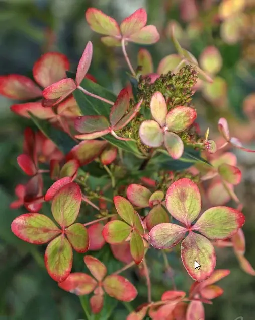 Метельчатая гортензия, сорт Пастель Грин