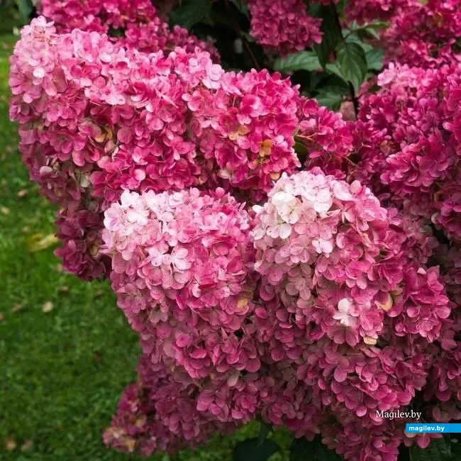 Метельчатая гортензия на продажу в Могилеве. Сорт Фрайз Мельба