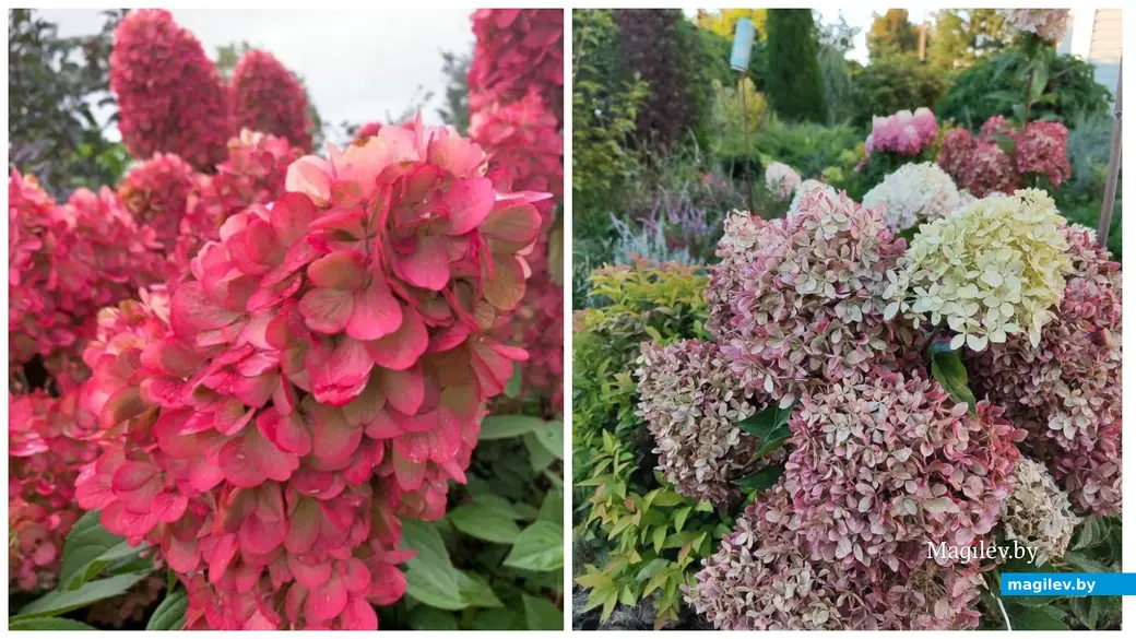Метельчатая гортензия на продажу в Могилеве. Сорт Бонфаер (слева) и сорт Пиксио (справа)