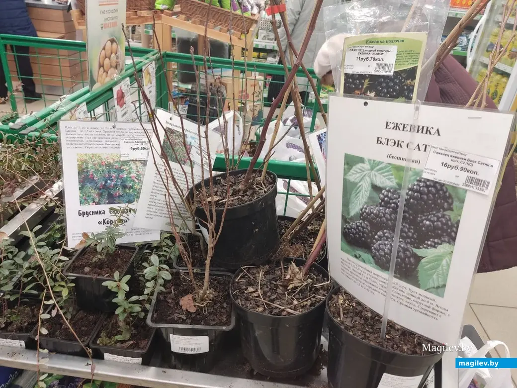 Март 2024 г. Могилев. Во сколько обойдется подготовка к дачному сезону