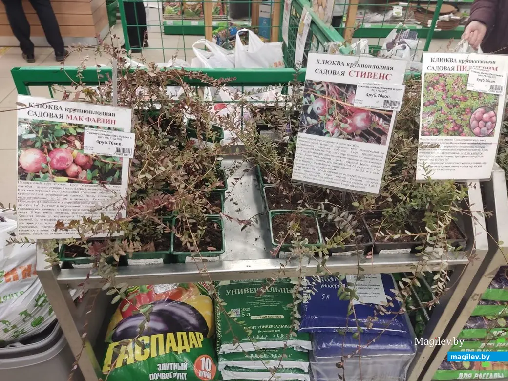 Март 2024 г. Могилев. Во сколько обойдется подготовка к дачному сезону