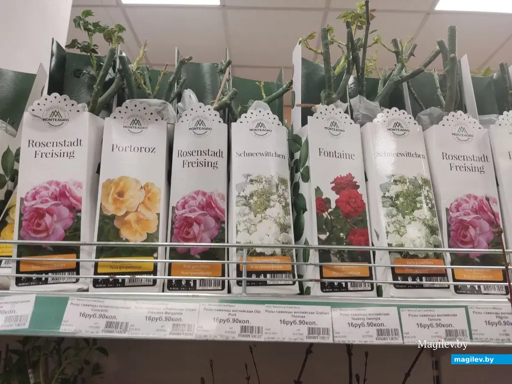 17.04.2024 г. Могилев. Чем не альтернатива искусственным цветам?