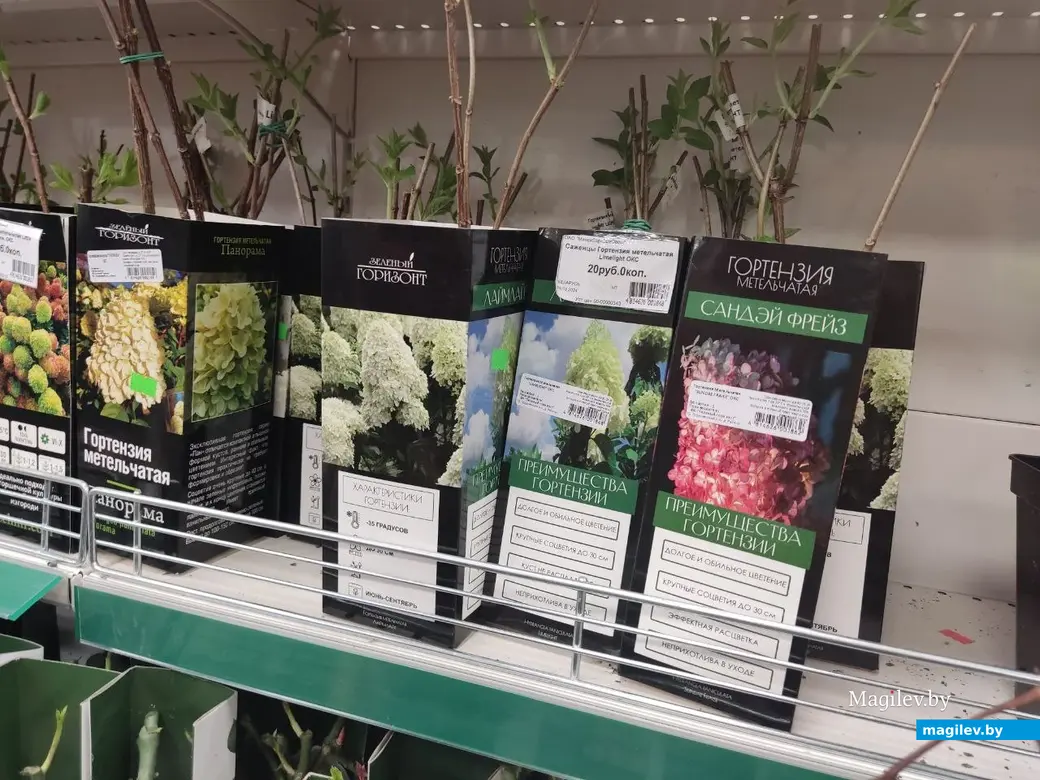 17.04.2024 г. Могилев. Чем не альтернатива искусственным цветам?