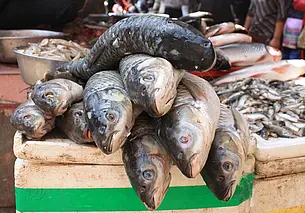 5 признаков свежей рыбы: о них молчат продавцы