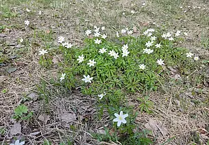 Минприроды призывает отказаться от сбора и покупки первоцветов