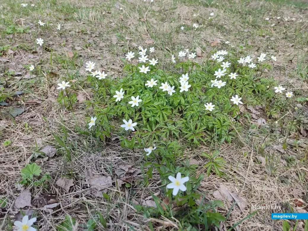 10 апреля 2023 г. Могилевский район. Ветреница лесная. Фото: Ирина Половикова