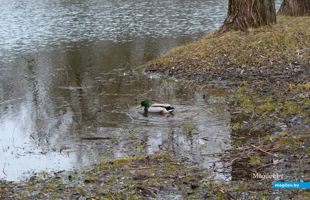 19 марта 2024 года. Могилев. Парк культуры и отдыха Подниколье.