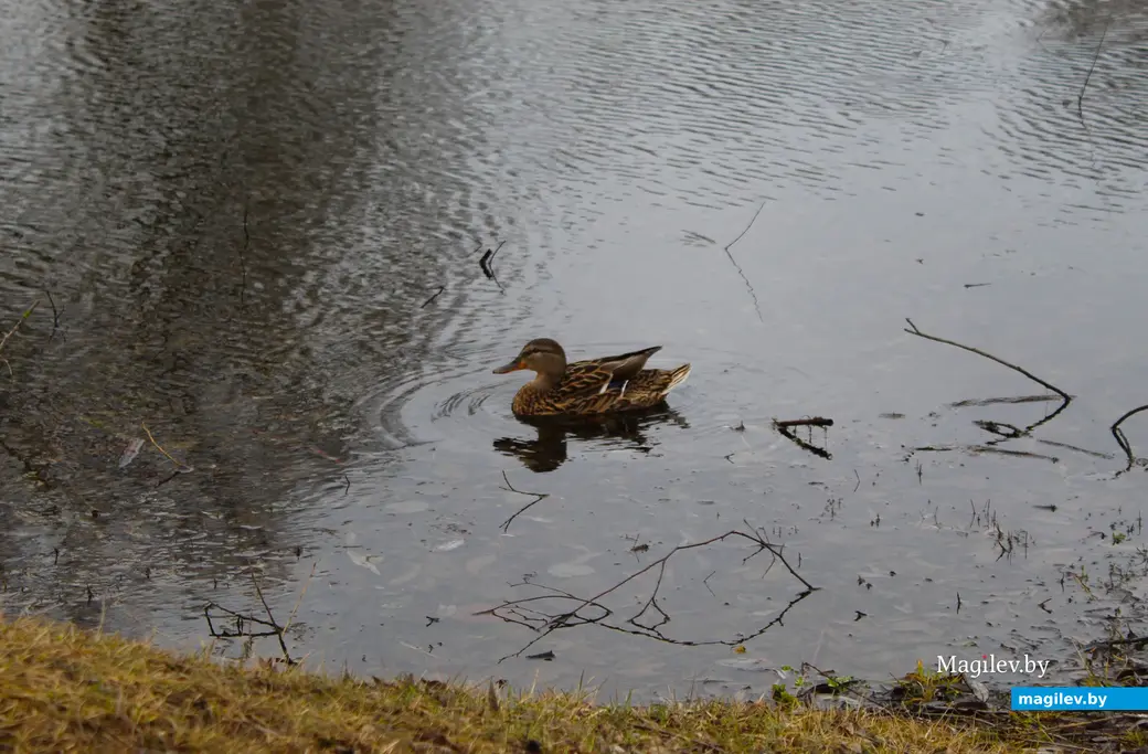 19 марта 2024 года. Могилев. Парк культуры и отдыха Подниколье.
