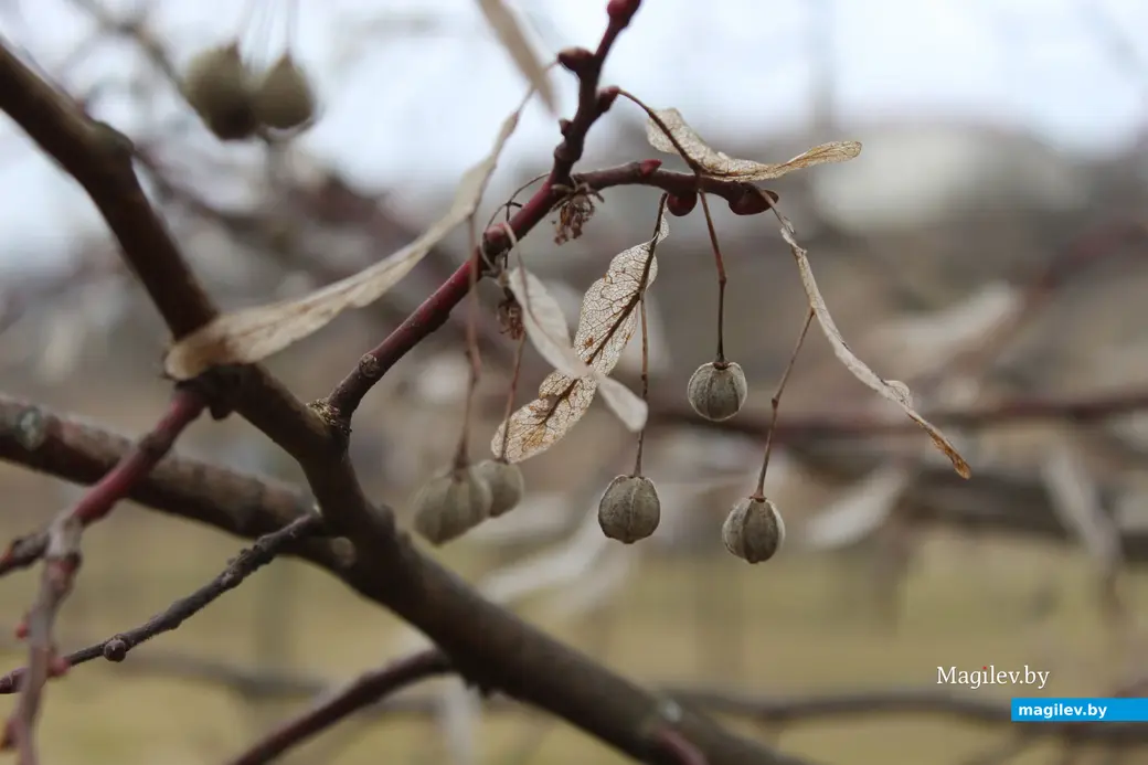 19 марта 2024 года. Могилев. Парк культуры и отдыха Подниколье.