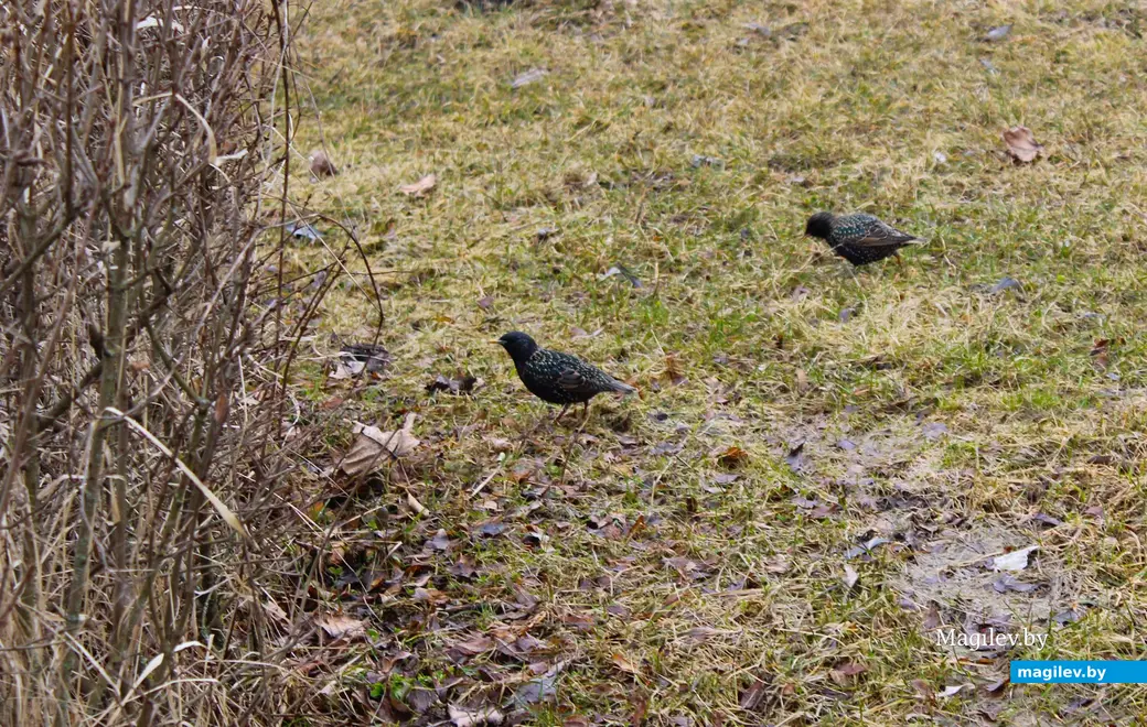 19 марта 2024 года. Могилев. Парк культуры и отдыха Подниколье.