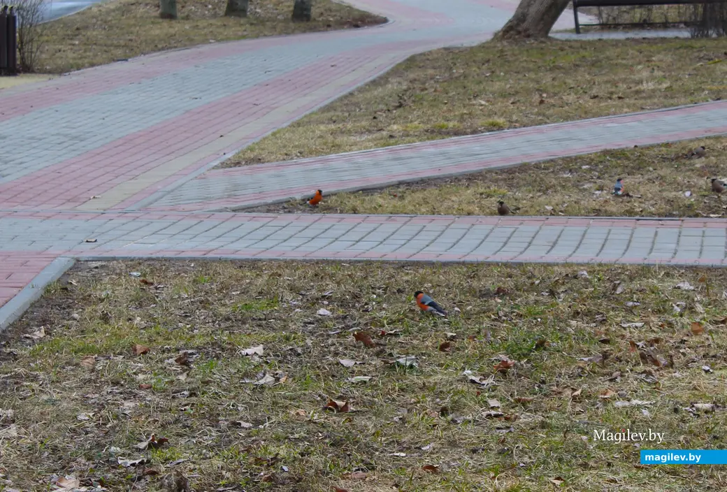 19 марта 2024 года. Могилев. Парк культуры и отдыха Подниколье.