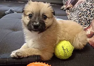 Собака Эбби, щенок Курт и кот Кексик: кто ищет хозяина в Могилеве