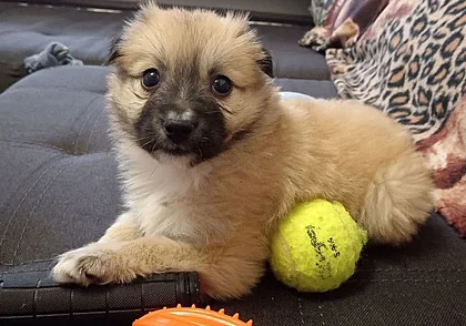 Собака Эбби, щенок Курт и кот Кексик: кто ищет хозяина в Могилеве