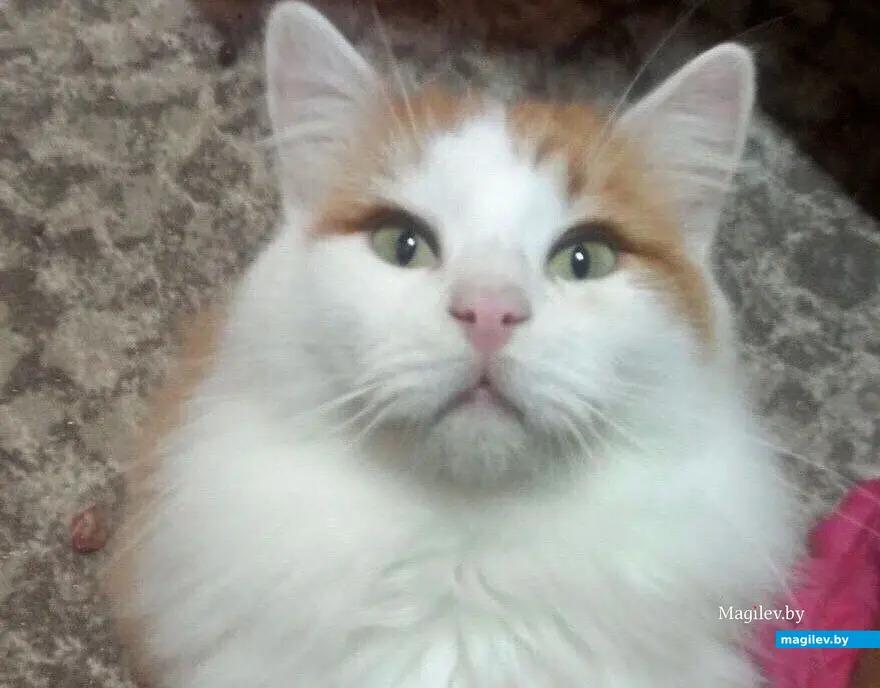 Котик Кексик