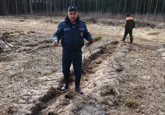 Молодой лес посадили спасатели в Быховском районе