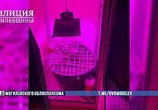 Бобруйчанин обустроил дома «оранжерею» для выращивания конопли