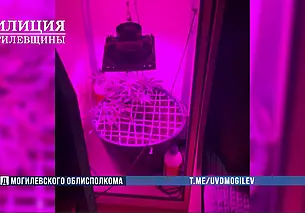 Бобруйчанин обустроил дома «оранжерею» для выращивания конопли