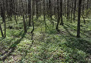 Ограничения на посещения лесов введены по всей Беларуси