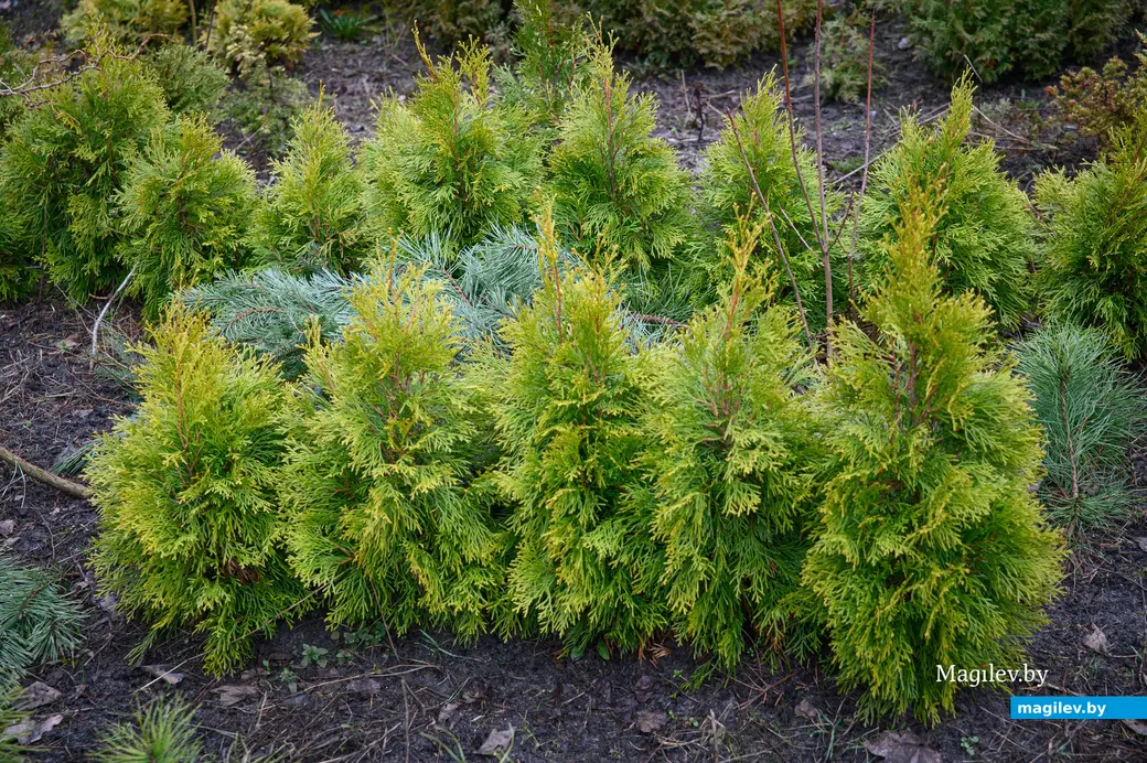 20.03.2024, Бобруйск. Максим Горин выращивает хвойные растения.
