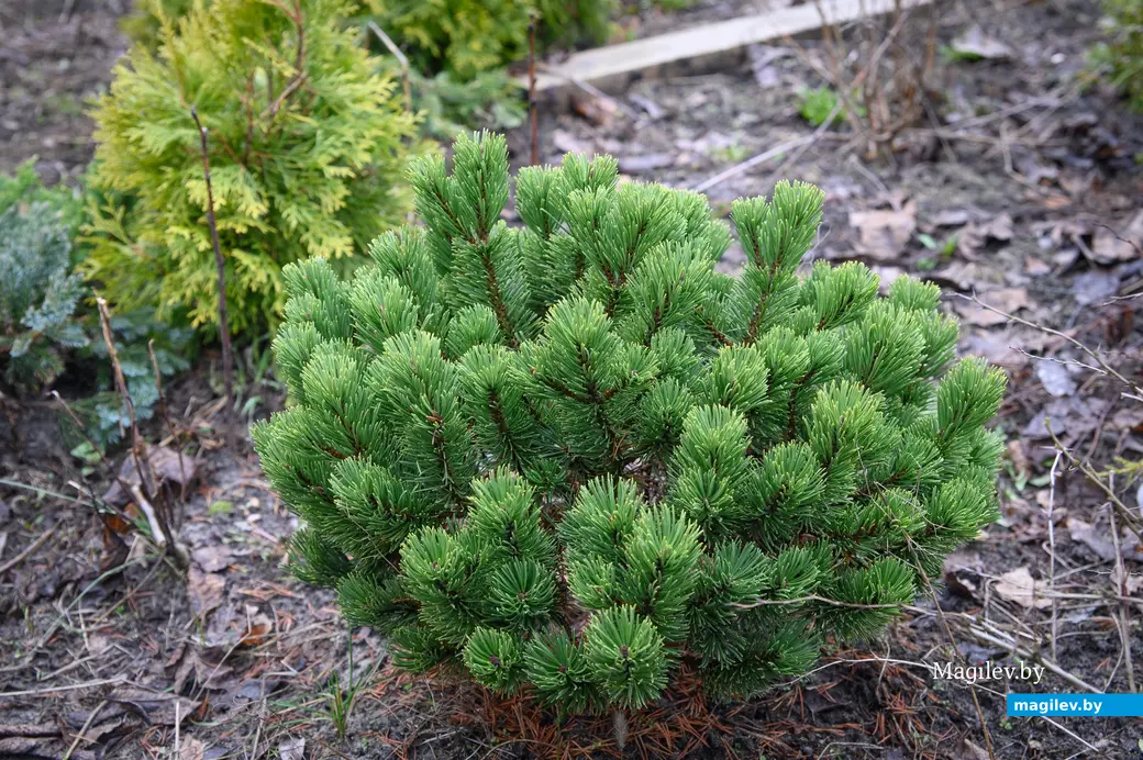 20.03.2024, Бобруйск. Максим Горин выращивает хвойные растения.