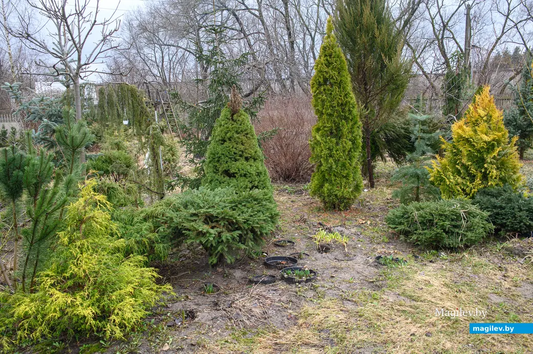 20.03.2024, Бобруйск. Максим Горин выращивает хвойные растения.