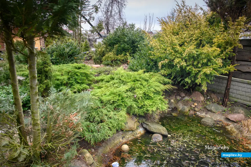 20.03.2024, Бобруйск. Максим Горин выращивает хвойные растения.